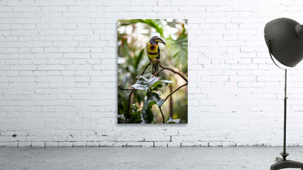 Standing Out  Tucan  Wall Preview