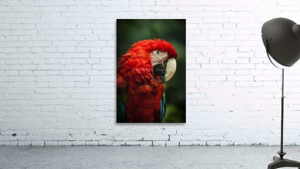 Parrot Portrait Wall Preview