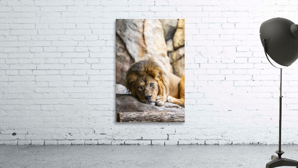 Connection  Lion  Wall Preview