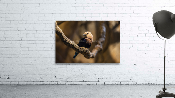 Perfect Pose  Bird  Wall Preview