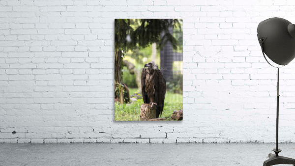 Buzzard Wall Preview