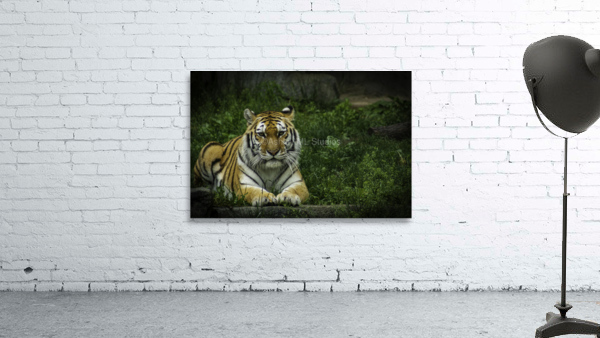 Next Strike  Tiger  Wall Preview