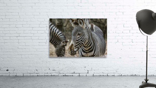 Stripes  Zebra  Wall Preview