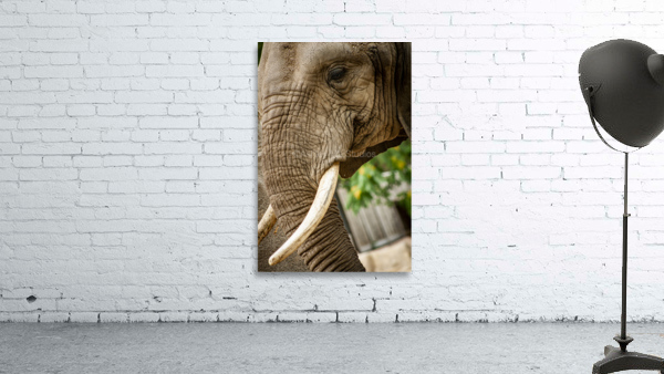 Wrinkles  Elephant  Wall Preview