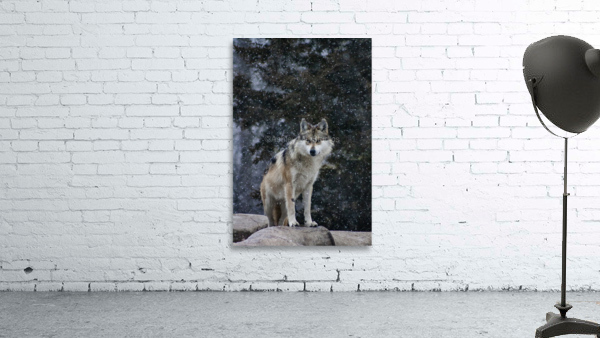 Cold Night Wolf Wall Preview