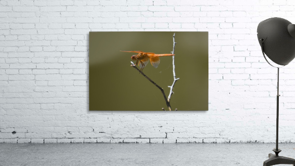 Orange Dragonfly Wall Preview