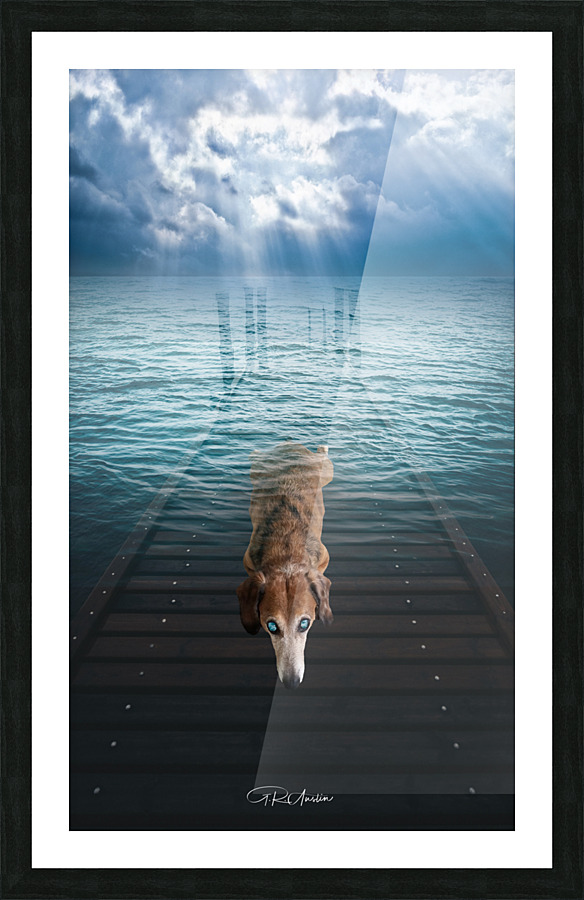 Deep Dog Diver  Picture Frame print