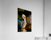 Copper Pelican Acrylic Print