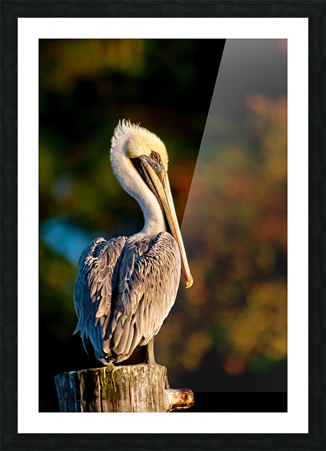 Copper Pelican Picture Frame print