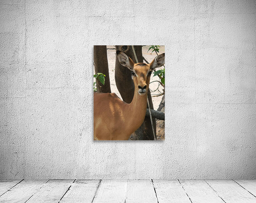Kudu Wall Preview