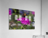 ezj  8 Acrylic Print