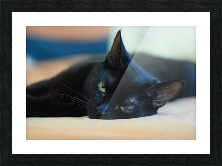 black cat Picture Frame print