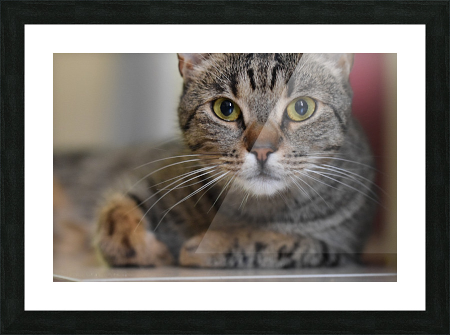Cat Picture Frame print