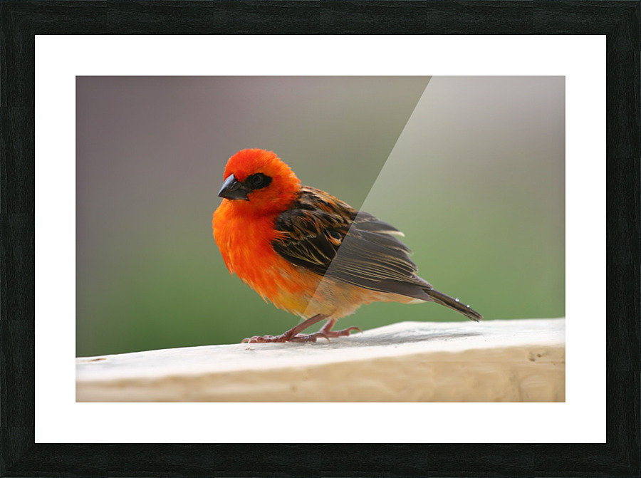 beautiful Picture Frame print