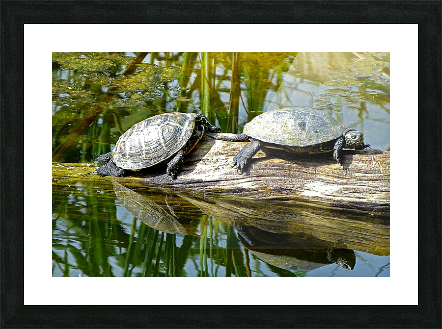 ezj  10 Picture Frame print