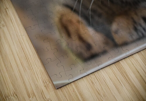 Cat Shankari puzzle