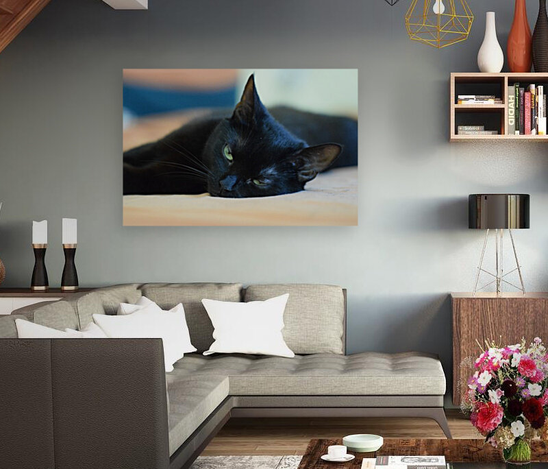 black cat Reproduction