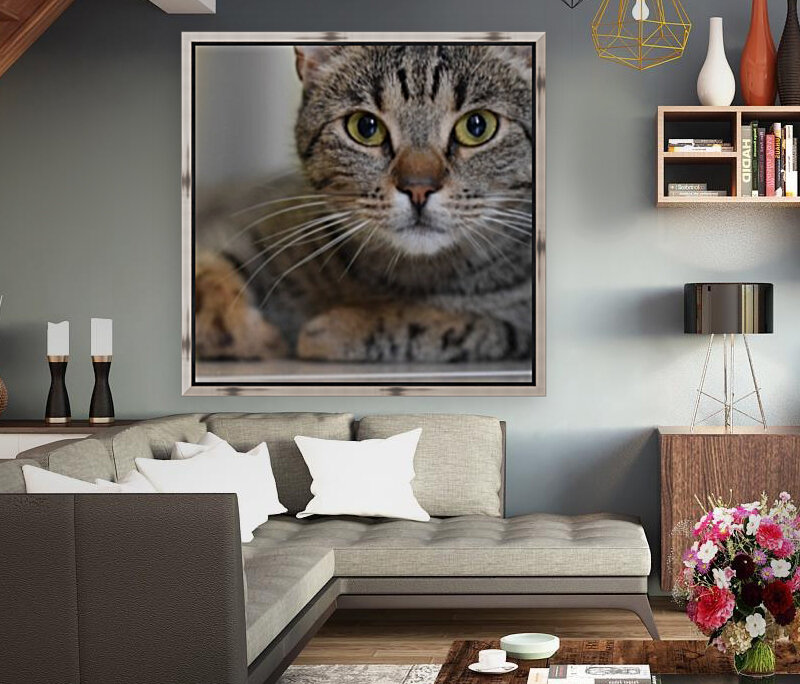 Cat Reproduction