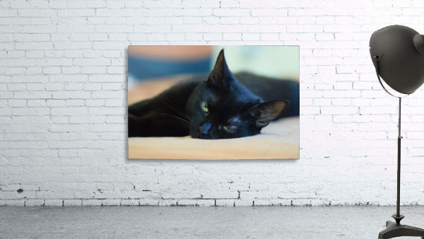 black cat Wall Preview