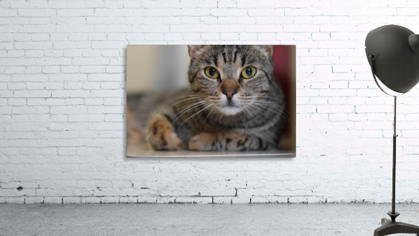 Cat Wall Preview