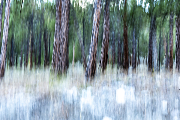 ICM forest Monck Park Nicola Valley B.C Roll Print
