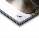 African elephants Amboseli National Park Kenya Acrylic print