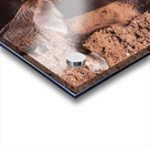 Sheldrick wildlife trust Nairobi  Acrylic print