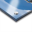 Great blue heron Pitt lake B.C Acrylic print