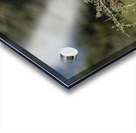 Augur Buzzard Lake Nakuru Lodge Africa  Acrylic print