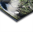 Crowned Crane Acrylic print