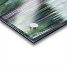 ICM forest Monck Park Nicola Valley B.C Acrylic print