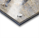 Cheetah cubs Amboseli National Park Kenya Acrylic print