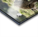 Baboons Lake Nakuru kenya Acrylic print