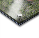 Lion cub masai mara Acrylic print