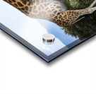 Giraffe Lake Nakuru kenya Acrylic print