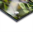 Chickadee Impression Acrylique