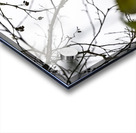 Great blue heron Chilliwack B.C Acrylic print