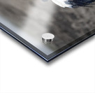 Ibis bird Sweetwaters kenya Acrylic print