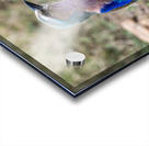 Iilac breasted roller Impression Acrylique