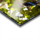 Grey headed kingfisher Amboseli National Park Kenya Acrylic print