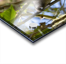 Speckled mousebird Sweetwaters kenya Impression Acrylique