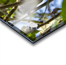 Speckled mousebird Sweetwaters kenya Acrylic print