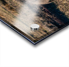 African elephant Acrylic print