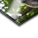 Monkey Forest Bali Acrylic print