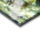 Decorated Warbonnet Acrylic print