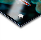 Speckled Maori Wrasse Milolii dock Kona Hawaii Impression Acrylique