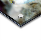 Yellowhead Jawfish Acrylic print