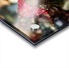 Scalyhead sculpin Keystone jetty Washington state  Acrylic print