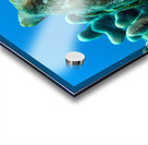 Octopus Hawaii big island Acrylic print