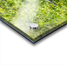 rifel bird sanctuary Impression Acrylique